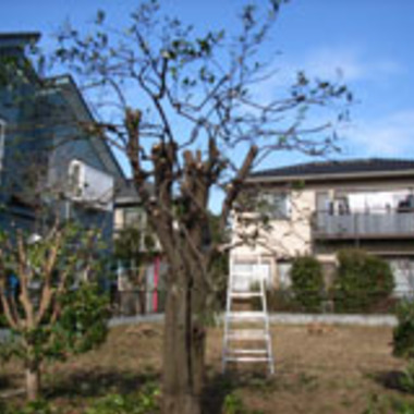 我孫子市×自宅の庭園の剪定作業×手間のかかることもしっかりこなす作業の施工後写真（0枚目）