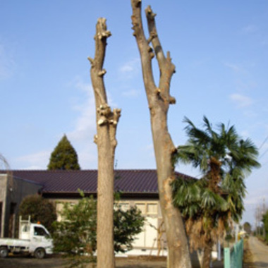 八千代市×木の伐採×おっくうに感じる作業もしっかり行う剪定作業の施工後写真（0枚目）