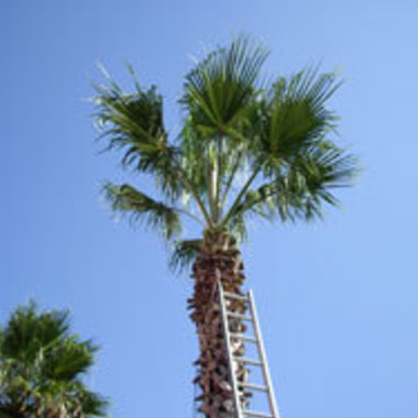 流山市×アメリカンヤシの剪定×安心、丁寧なプロの剪定作業の施工後写真（0枚目）