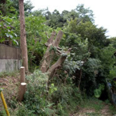 市原市×木の伐採作業×難易度の高い高所の作業もしっかりこなす伐採作業の施工後写真（1枚目）