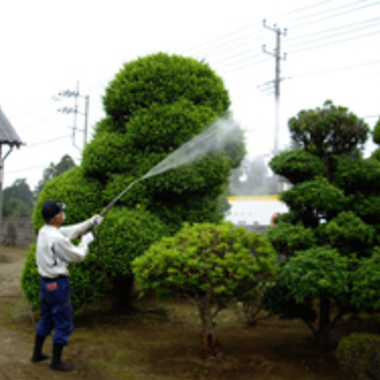 習志野市×お庭などの消毒作業×手間のかかることもしっかり行うプロの作業の施工後写真（1枚目）