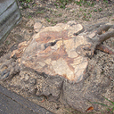 木更津市×樫の木の伐採×固く苦労する伐採もしっかり対処する作業の施工後写真（0枚目）