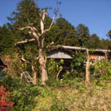 さいたま市×庭木の剪定×家に作業する人がいない場合でも安心の剪定作業の施工後写真（0枚目）