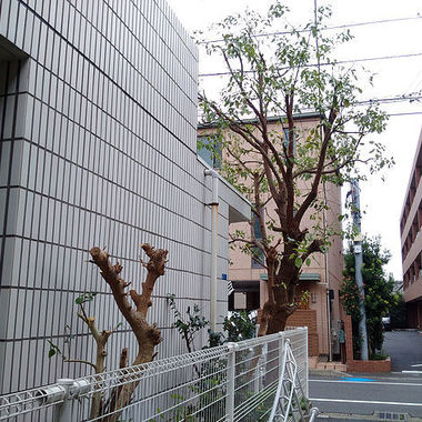 草木の伐採後の建物横