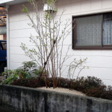 日本庭園施工後の植え込み