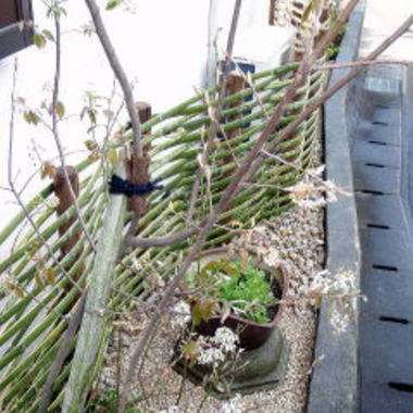 日本庭園施工後の竹垣と木