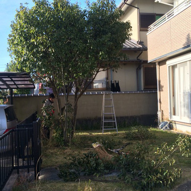 常滑市×木の剪定×安心、丁寧な作業の施工後写真（0枚目）