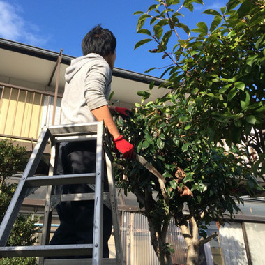 知多郡東浦町×樹木の剪定×キレイな仕上がりの作業の施工後写真(0枚目)