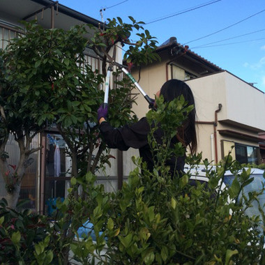 知多郡東浦町×樹木の剪定×キレイな仕上がりの作業の施工後写真（1枚目）
