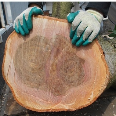 タブノキの伐採後 切り株