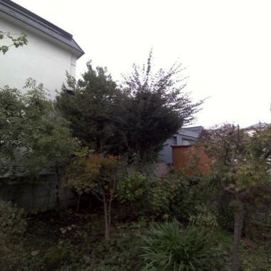 庭のお手入れ 高いところの剪定