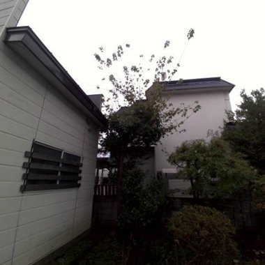 庭のお手入れ 庭木の剪定