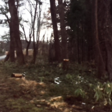 大木伐採工事後