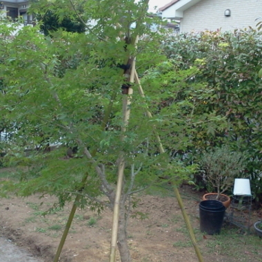 庭 リフォ－ム後1