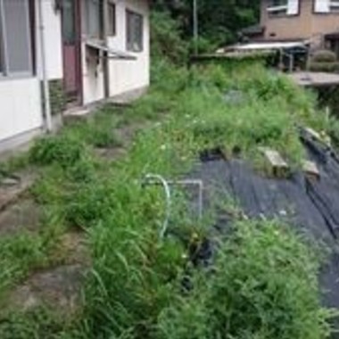 庭雑草のお手入れ前