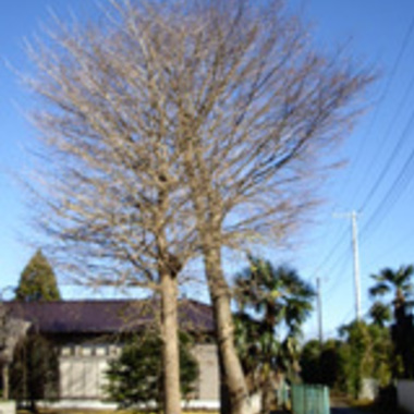 八千代市×木の伐採×おっくうに感じる作業もしっかり行う剪定作業の施工前写真（0枚目）