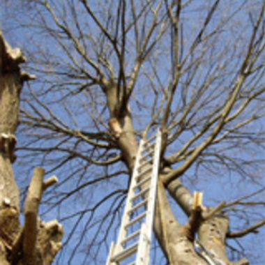 八千代市×木の伐採×おっくうに感じる作業もしっかり行う剪定作業の施工前写真（2枚目）