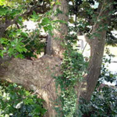 市原市×木の伐採作業×難易度の高い高所の作業もしっかりこなす伐採作業の施工前写真（0枚目）