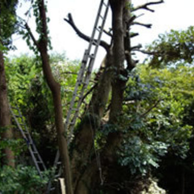 市原市×木の伐採作業×難易度の高い高所の作業もしっかりこなす伐採作業の施工前写真（2枚目）