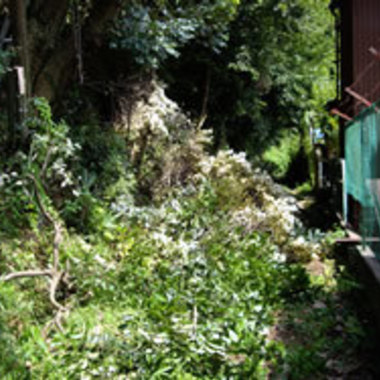 市原市×木の伐採作業×難易度の高い高所の作業もしっかりこなす伐採作業の施工前写真（3枚目）