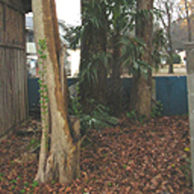 木更津市×樫の木の伐採×固く苦労する伐採もしっかり対処する作業の施工前写真（0枚目）