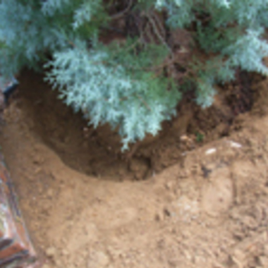 千葉市稲毛区×庭木の剪定×丁寧対応をする安心の剪定業務の施工前写真（1枚目）