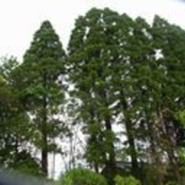 四街道市×庭木の伐採×安全でしっかりとした伐採作業の施工前写真(0枚目)