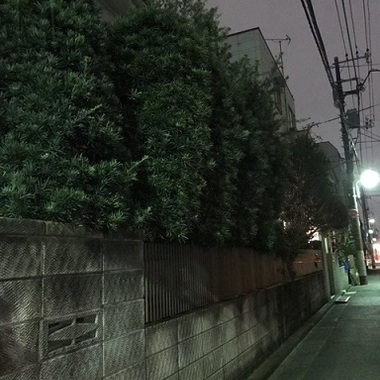 施工前 住宅横植木