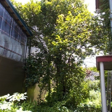 庭木伐採前 家の裏庭にある庭木