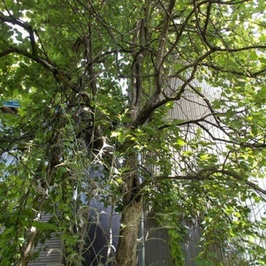 庭木伐採前 庭木の巨木