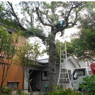 タブノキの伐採前