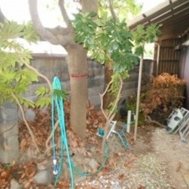 大きな立木伐採作業前