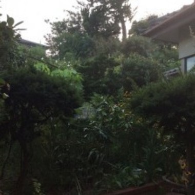 庭木と雑草対策前