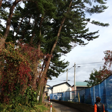 大木伐採工事 前