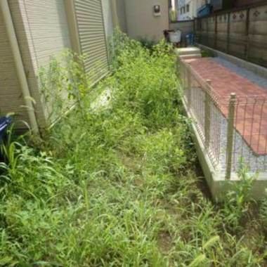 雑草処理前 別角度