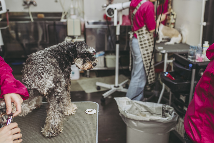 トリミングサロン