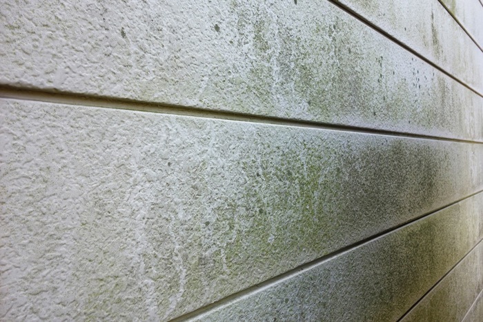 壁にコケの画像